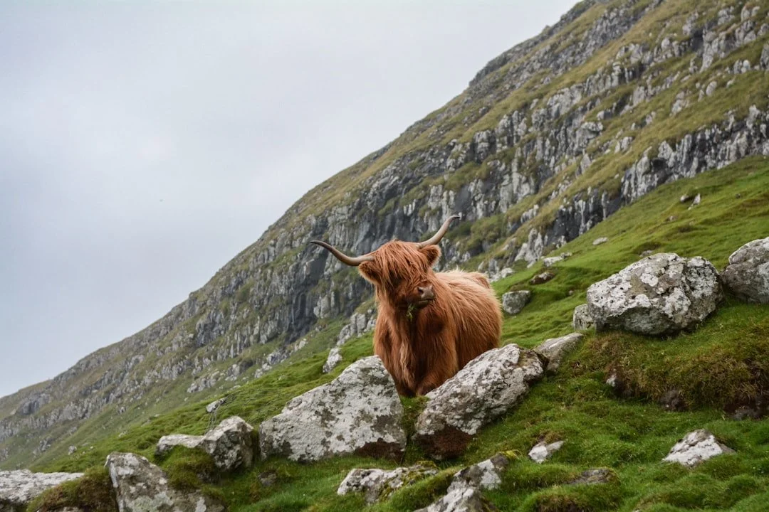 A Highland cow among rocks on a green Scottish hillside