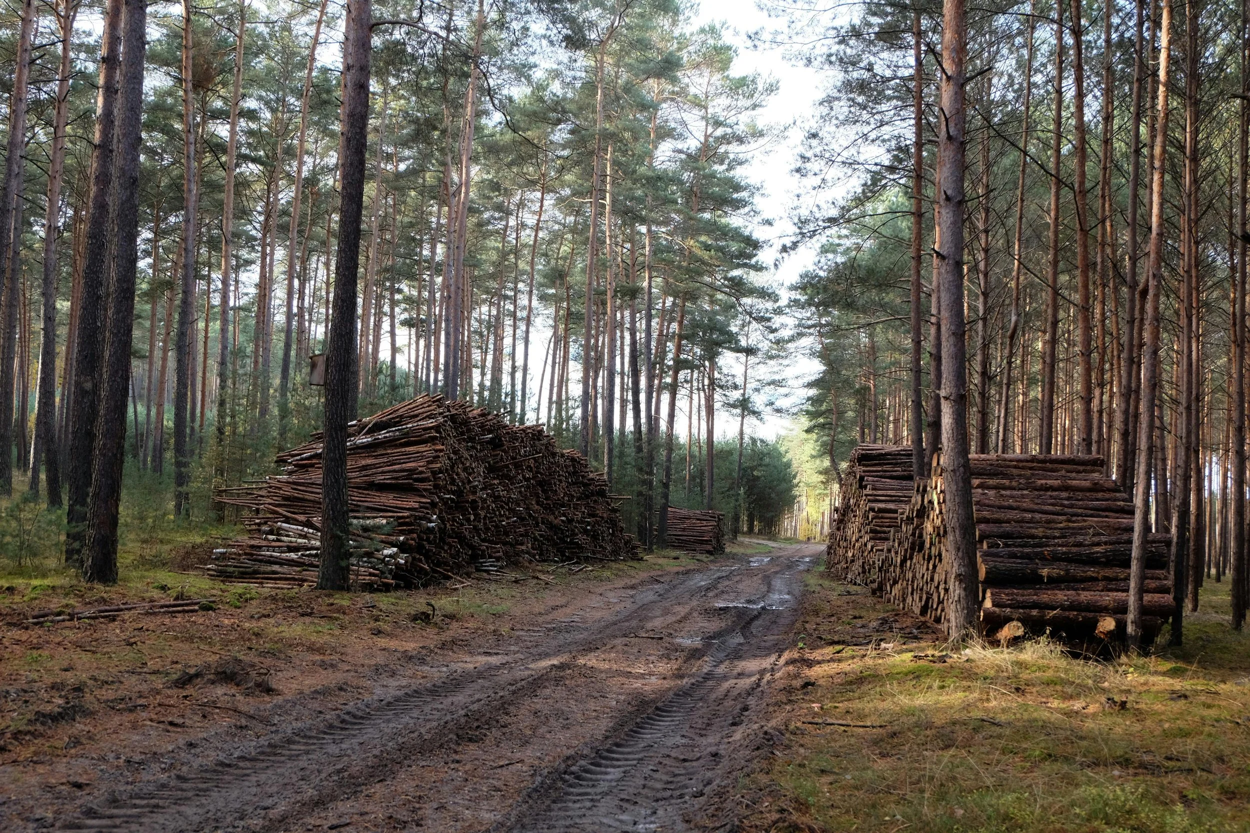 Forestry & Plantations