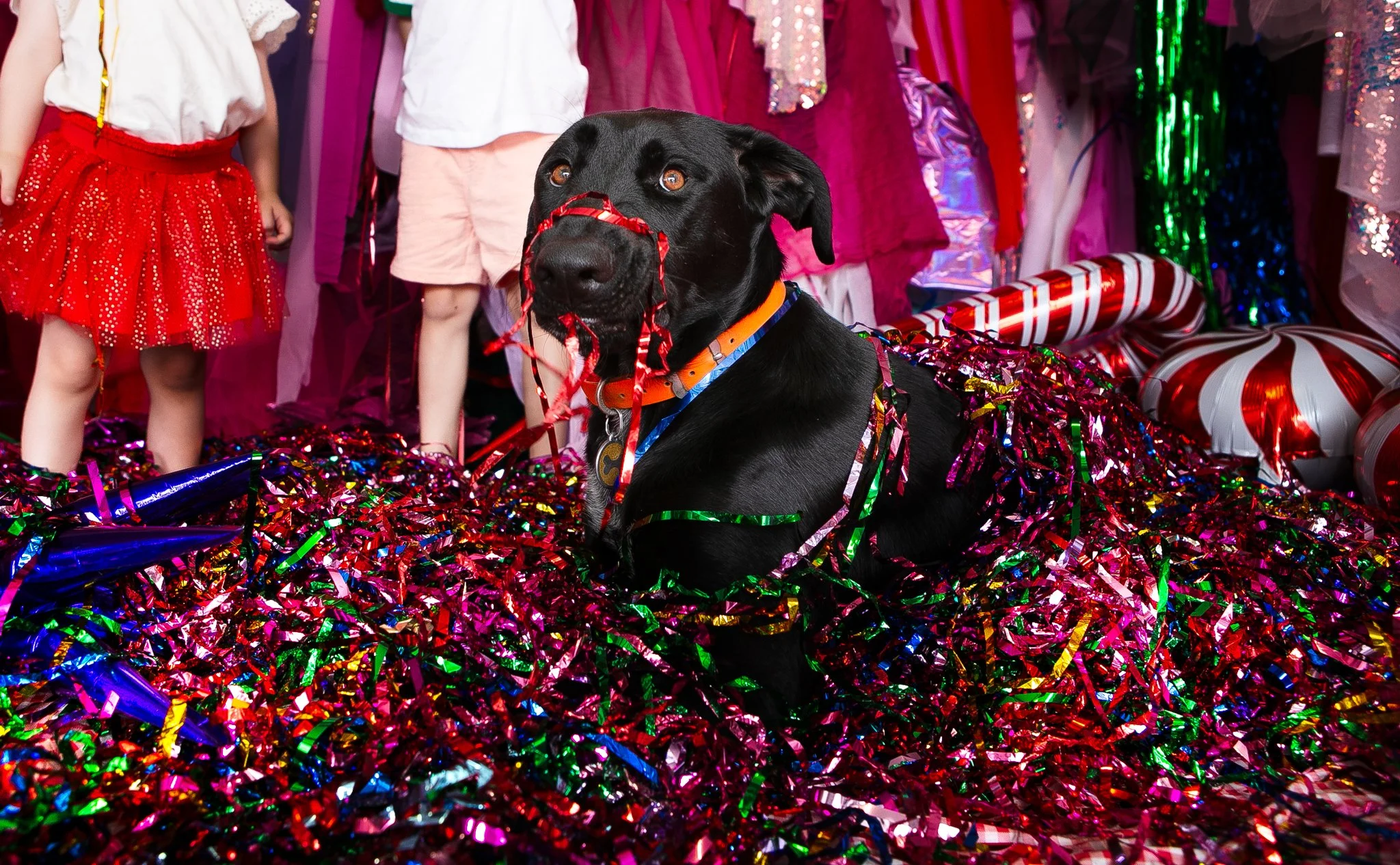 The dog