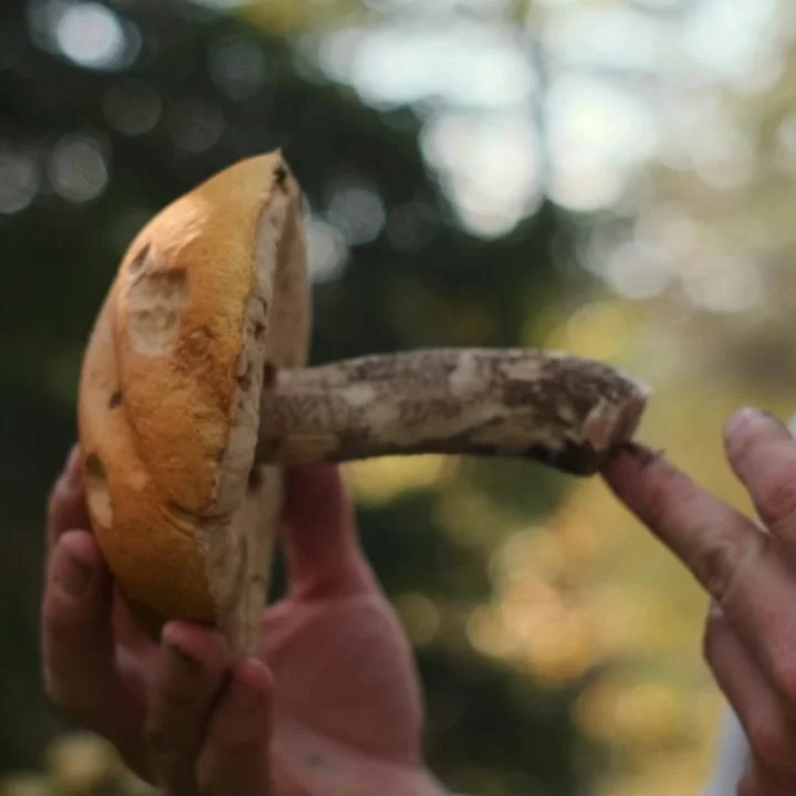 A wild mushroom, just picked