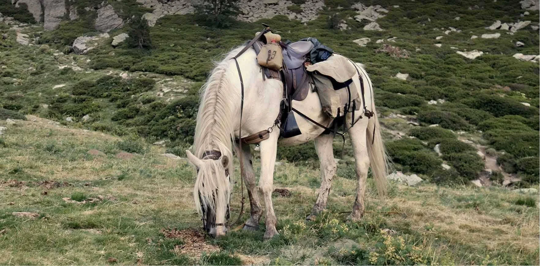 White pack horse grazing on a mountain slope