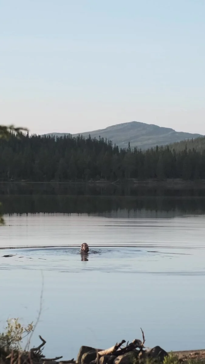 A horse swimming in the lake at dawn