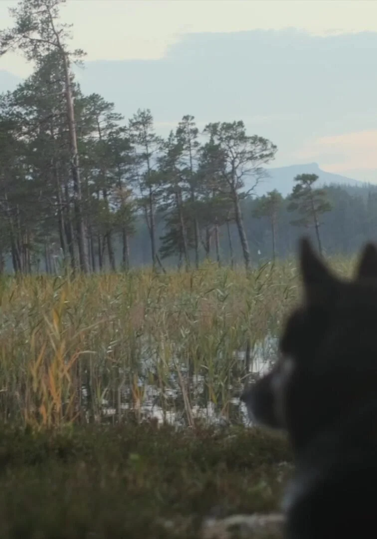 George's dog watching the lake