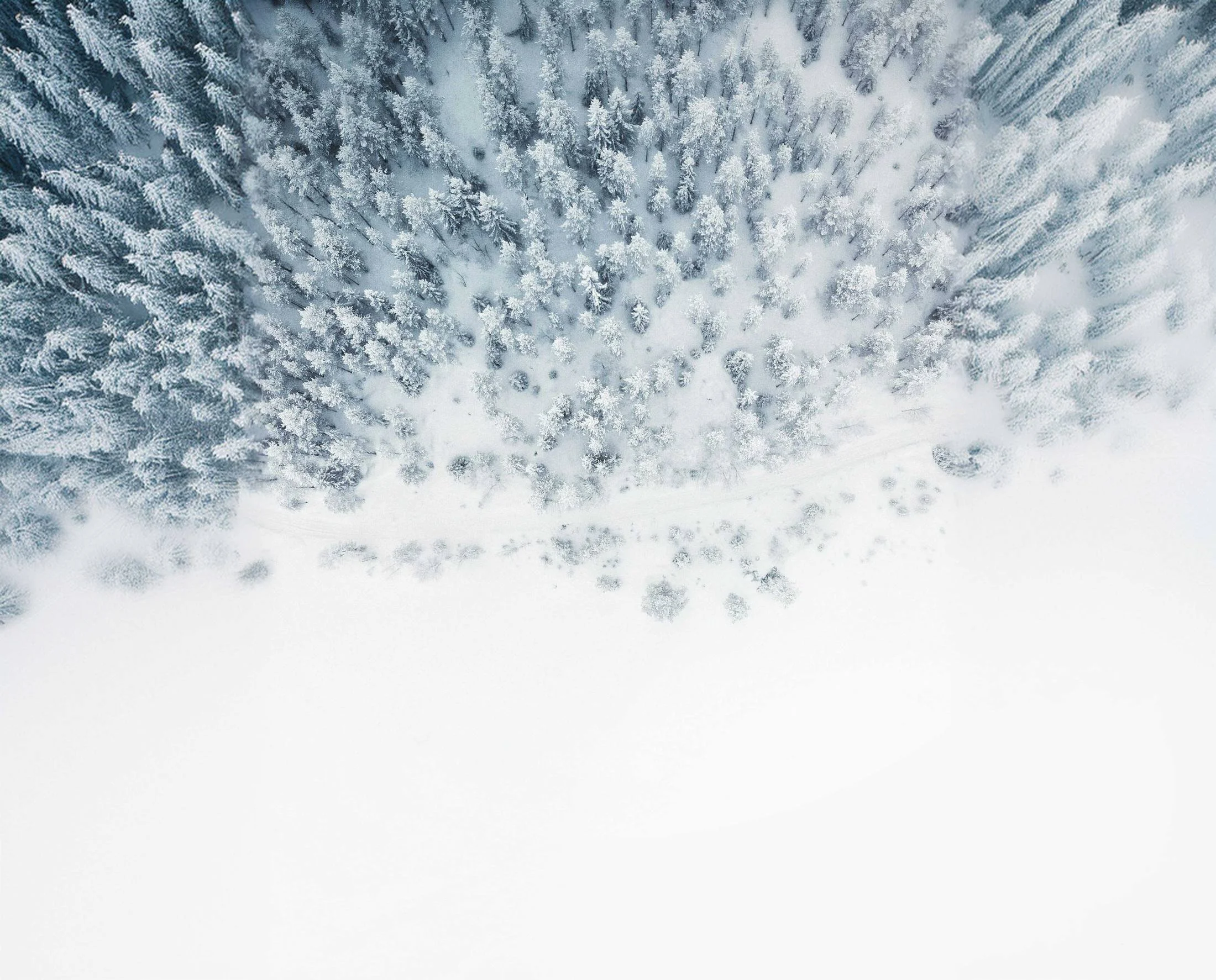 Aerial view of snow-laden forest