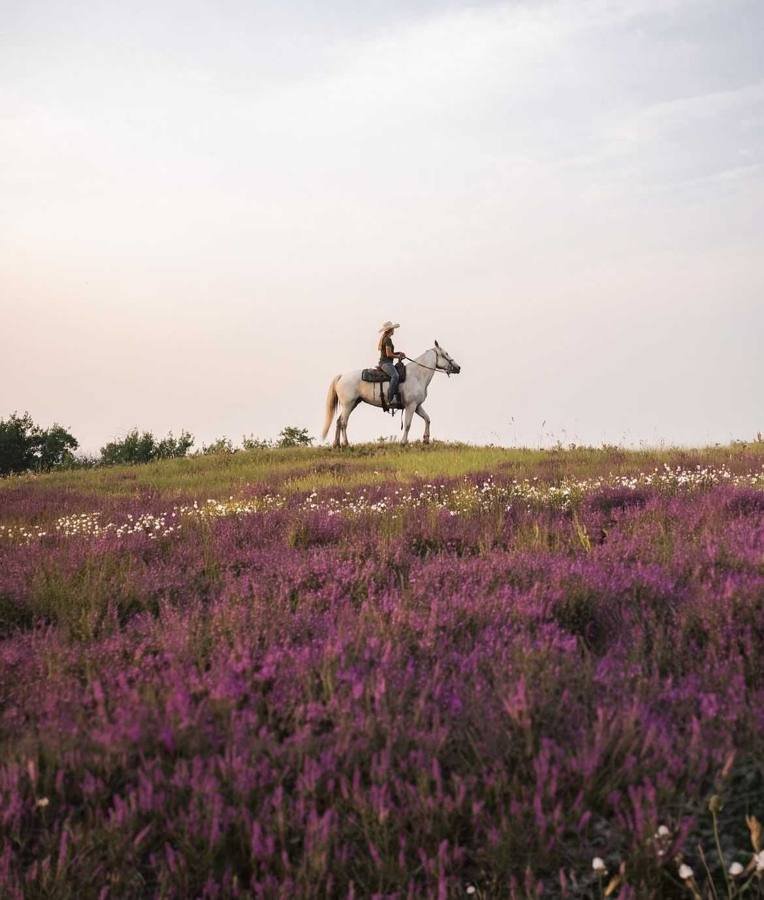 Rider on a white horse in a field of heather