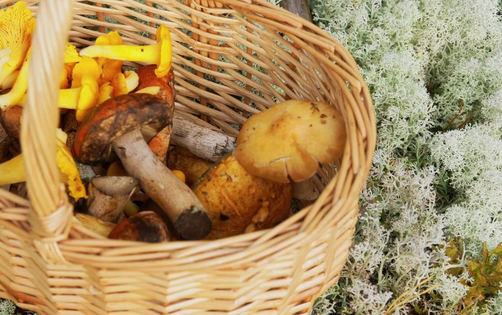A basket of wild mushrooms