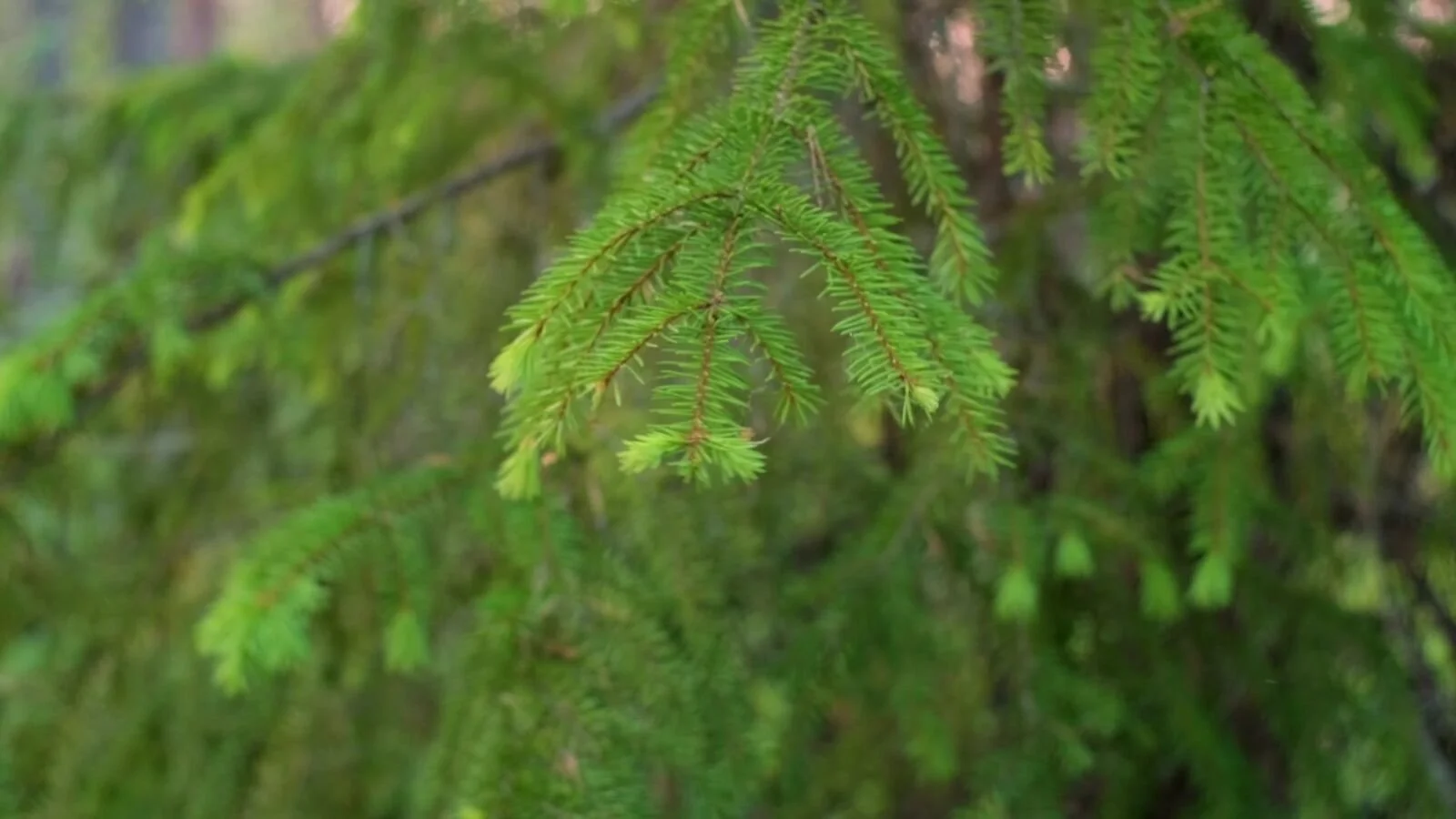 Fresh spruce tips