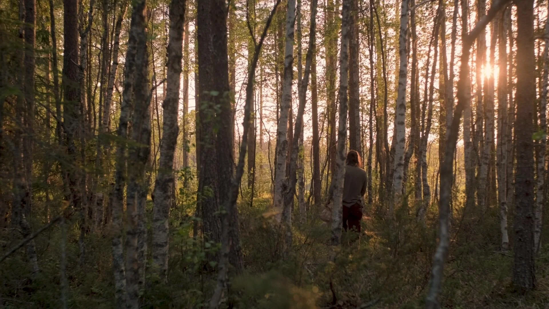 Evening sun through the forest