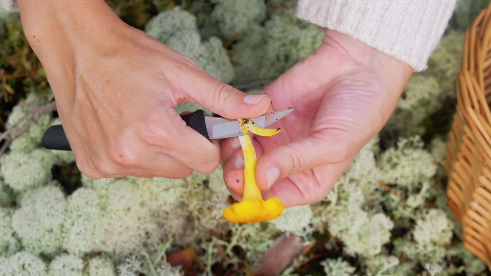 Picking chanterelles from the moss