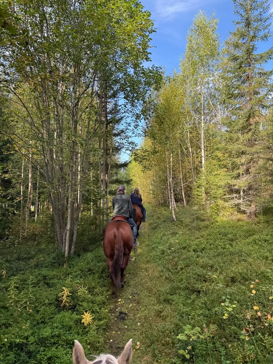 Riding single file along a forest trail