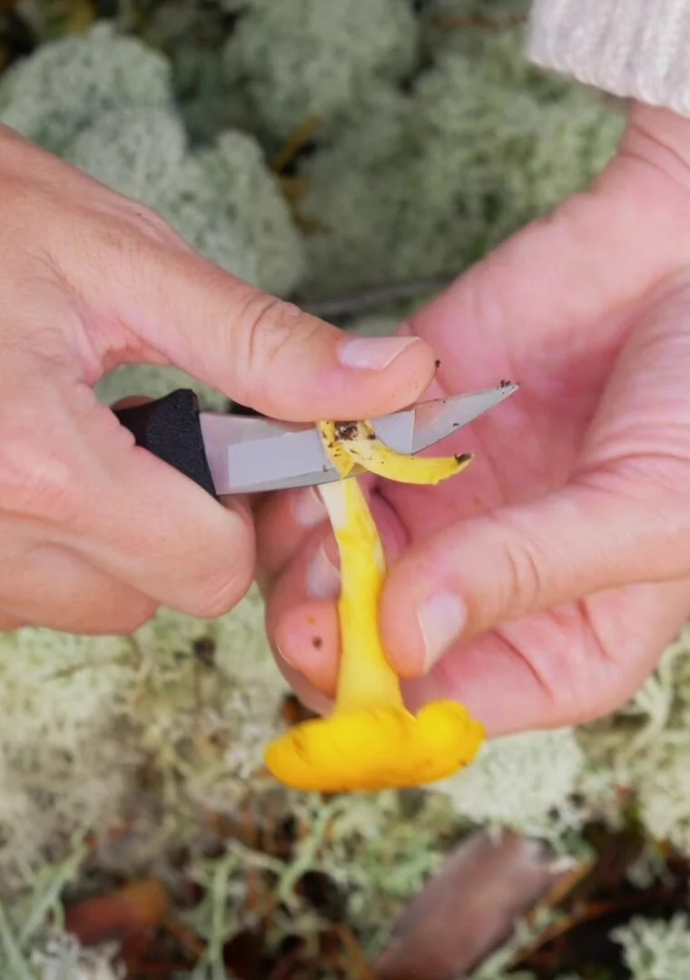 Picking chanterelles from the moss
