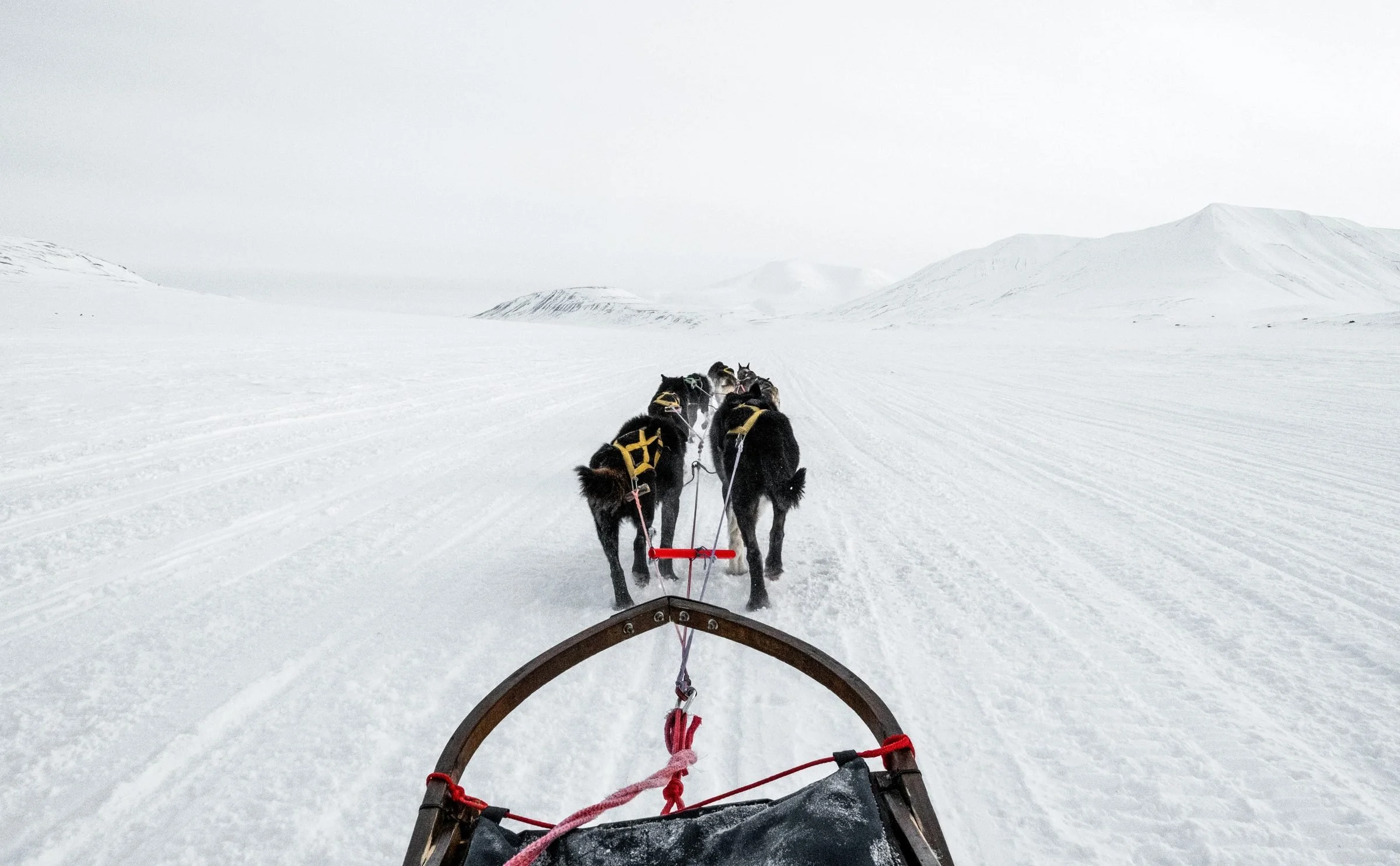 A dog sled team running across open snow, seen from the sled