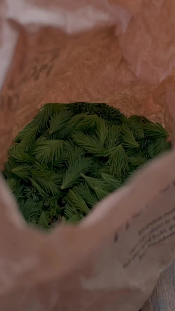 A paper bag full of fresh spruce tips