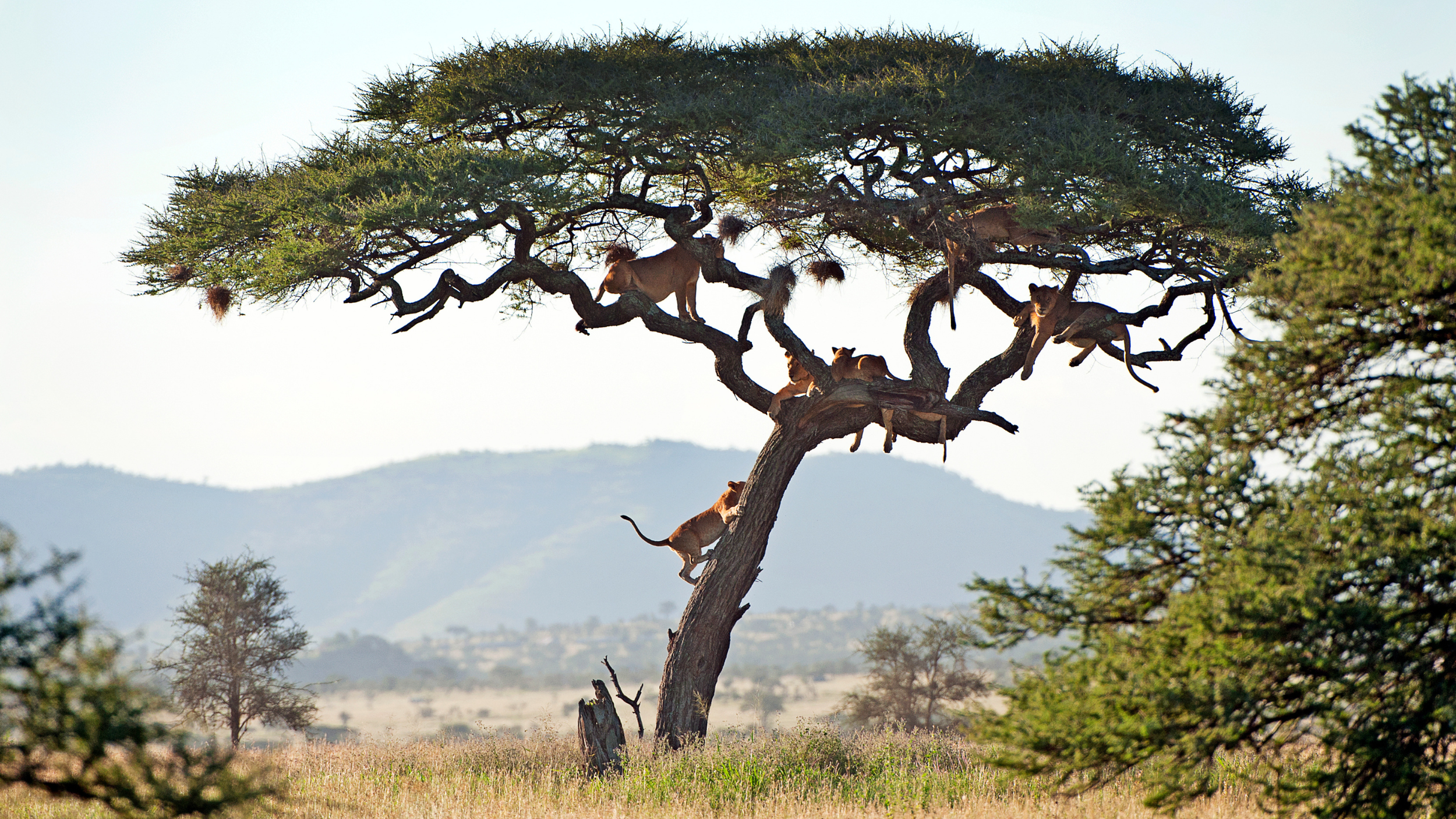 Tanzania
