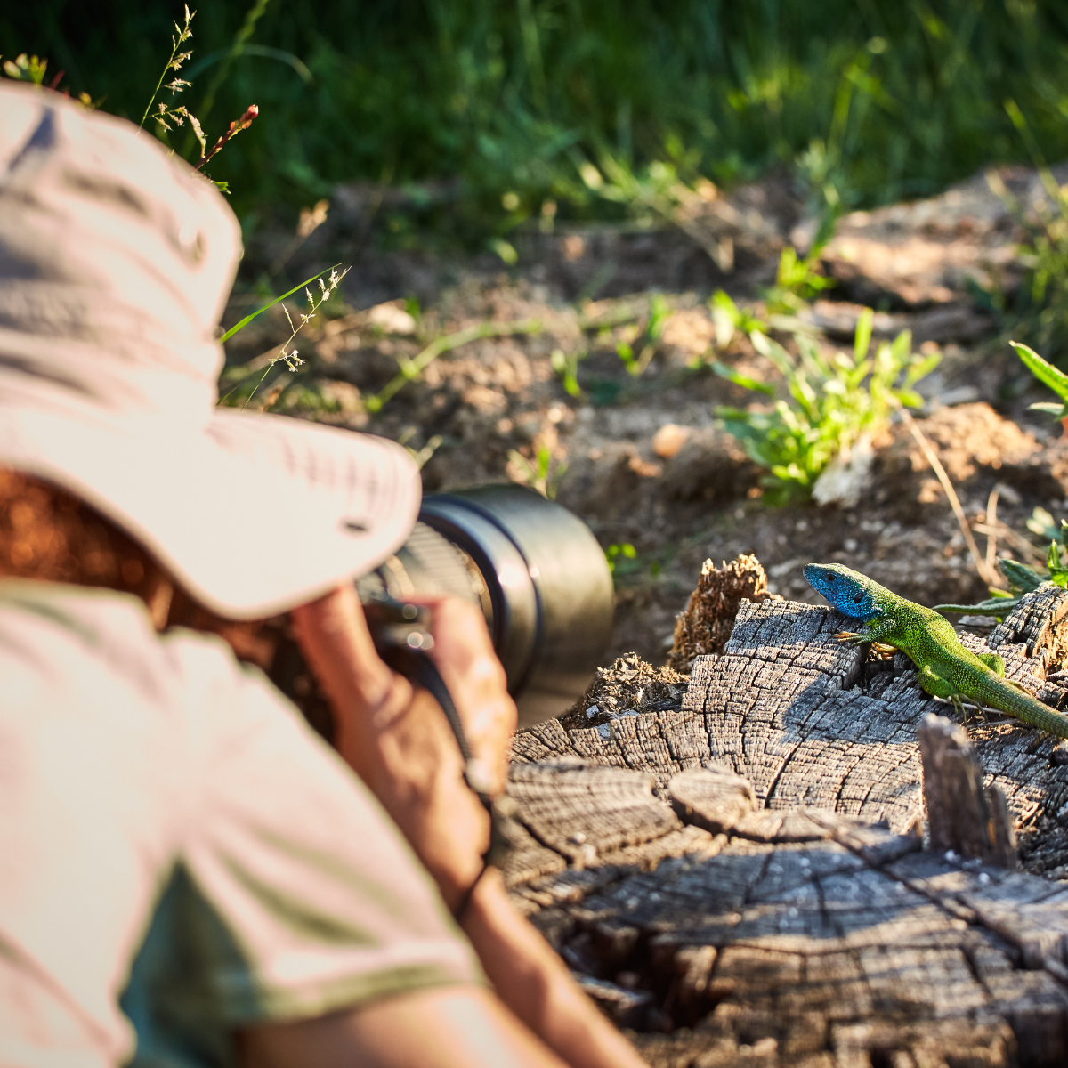 Wildlife photographer observing a colourful lizard