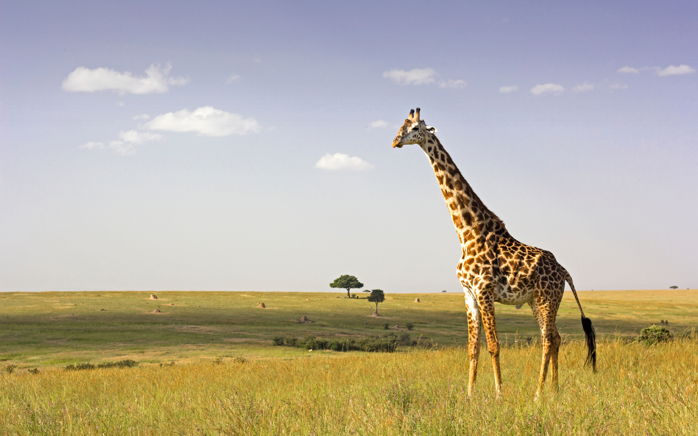Giraffe standing beneath an open African sky