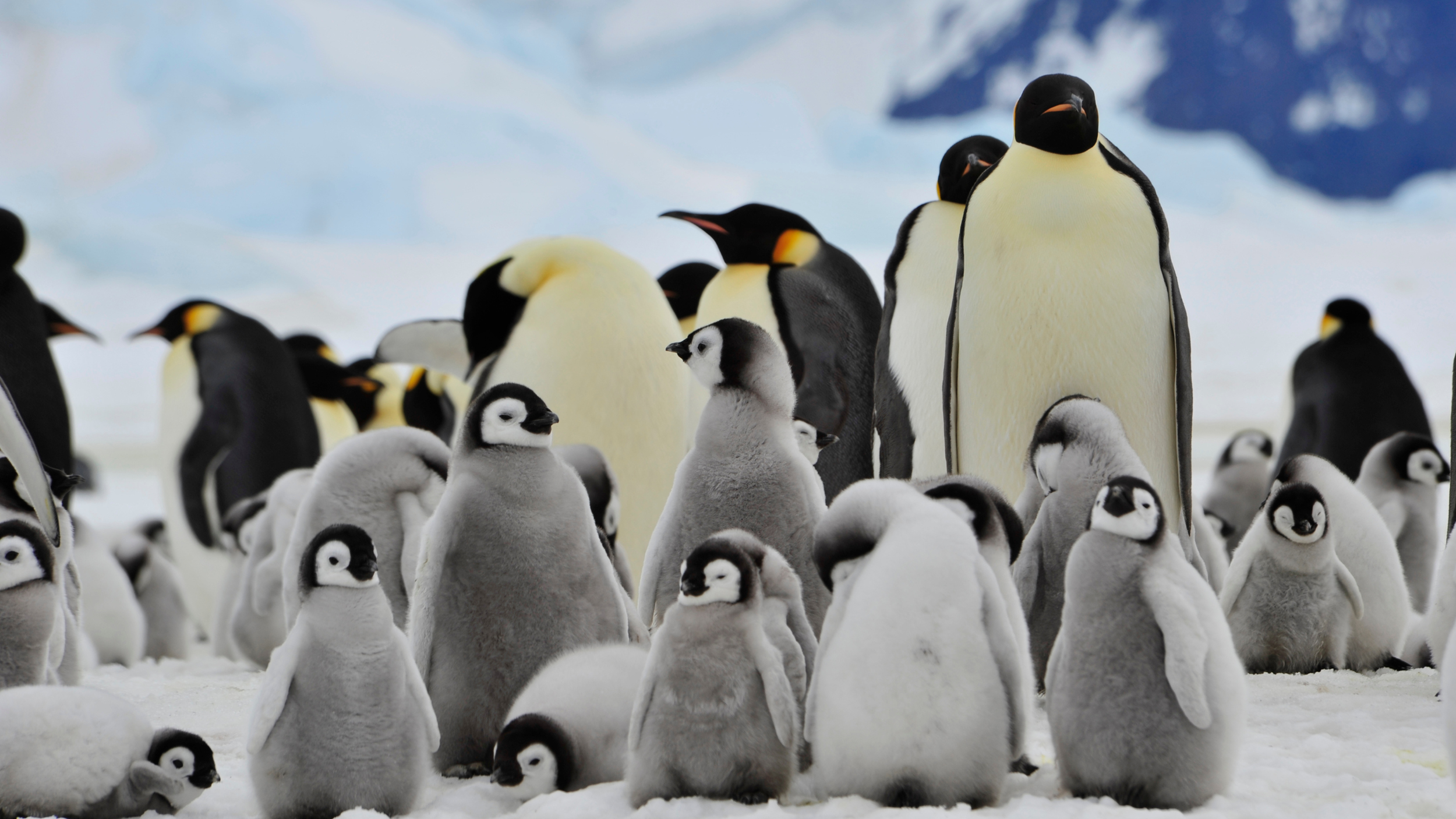 Antarctica