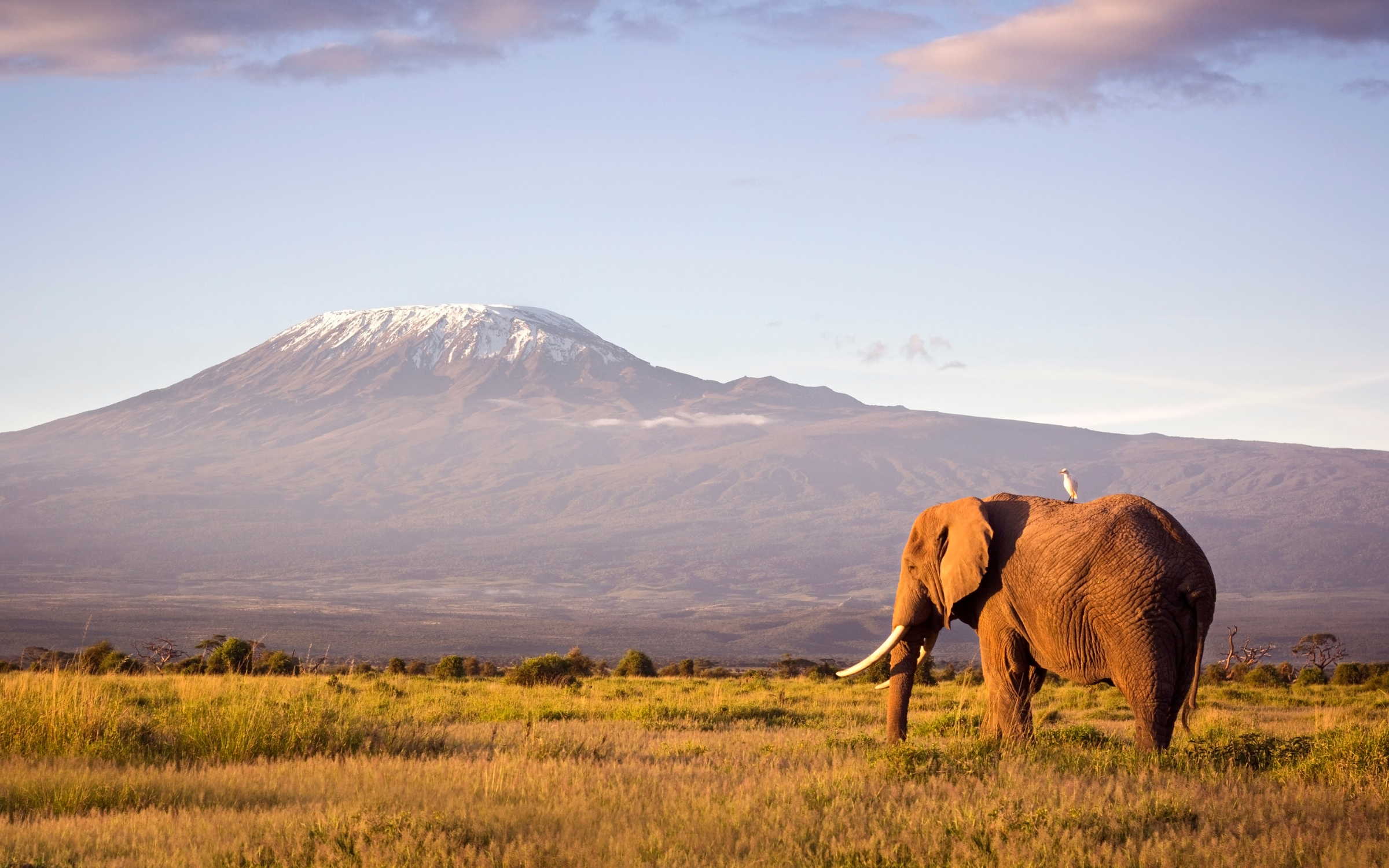 Elephant beneath Mount Kilimanjaro in Amboseli