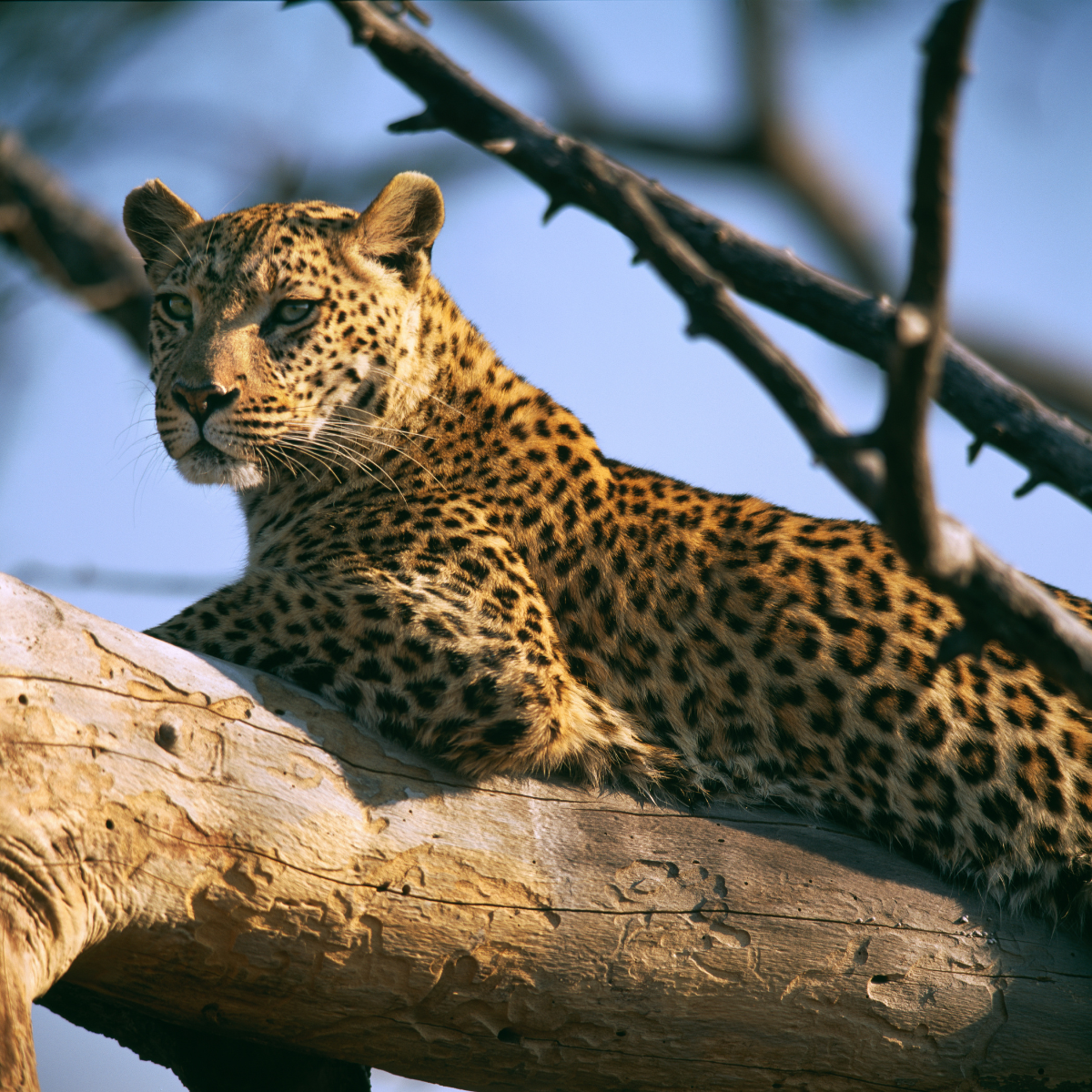 Leopard looking directly towards the camera