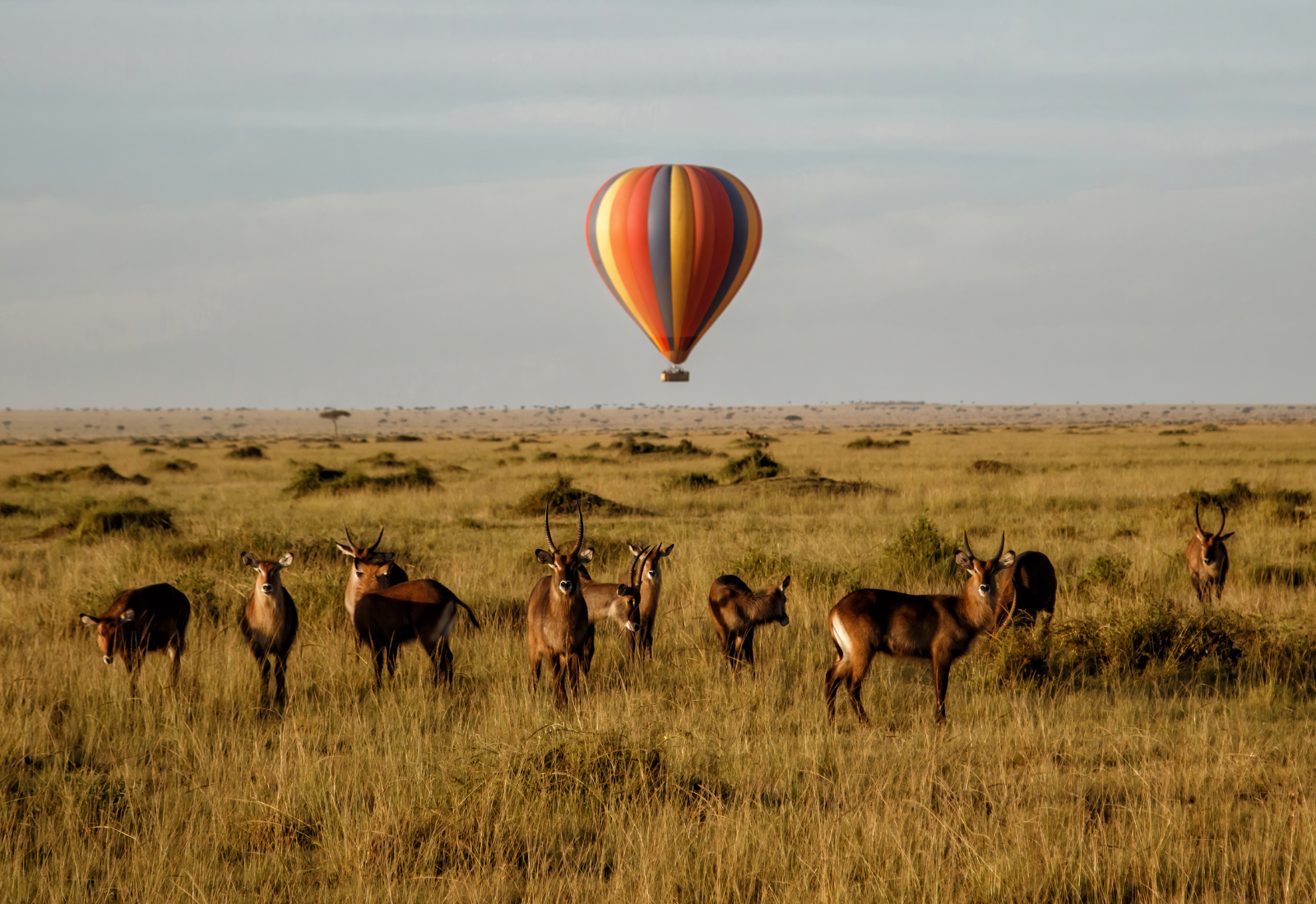 Wildlife on the Serengeti plains in Tanzania