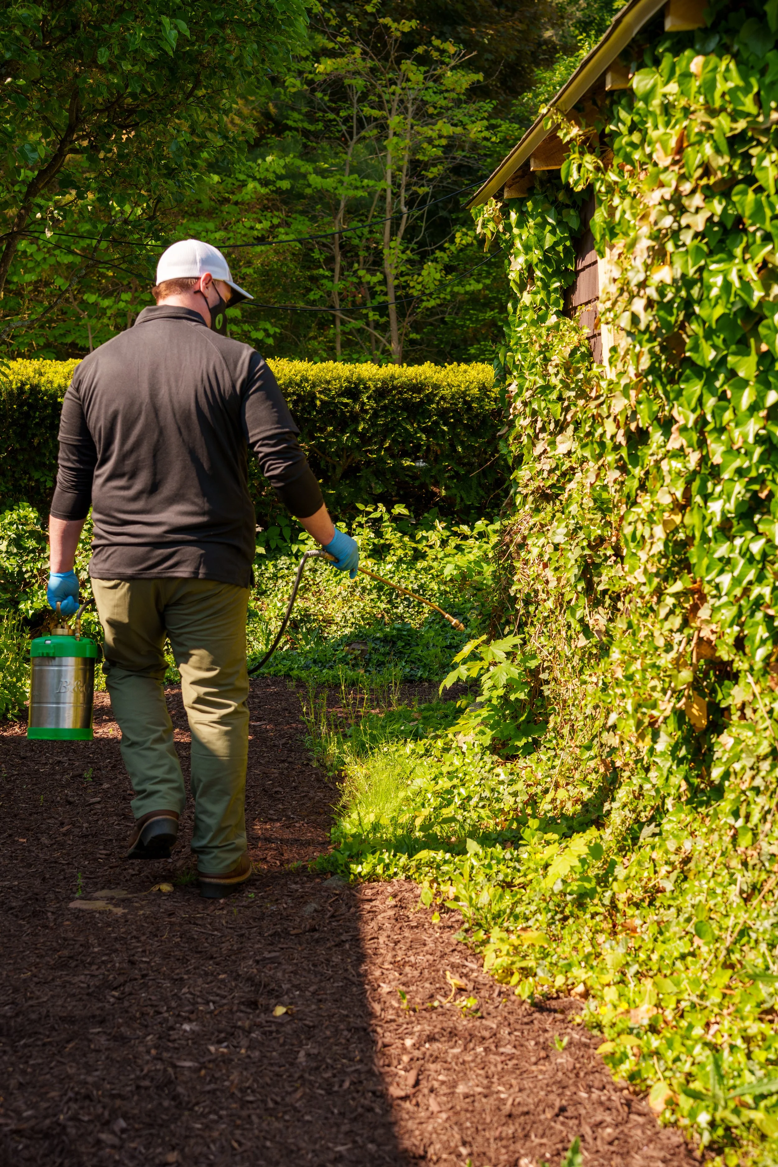 Green Pest Control at work in Burlington