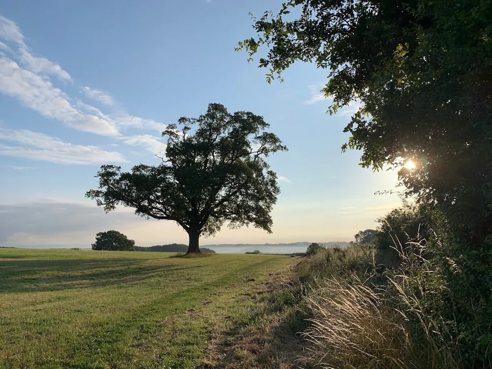 Oak tree standing in a farm field at sunrise, Eyton Burrow, Shropshire
