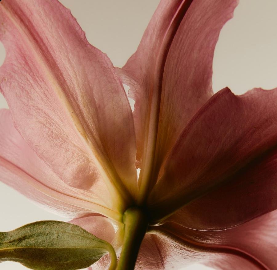 Close-up of a pink lily