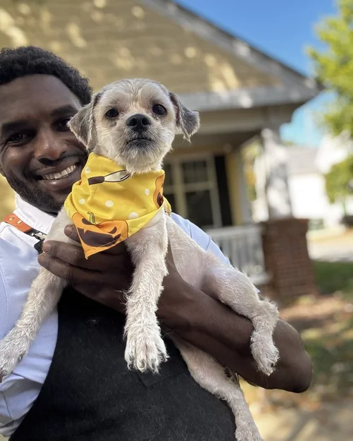 A small white dog in a pumpkin bandana after a fresh trim