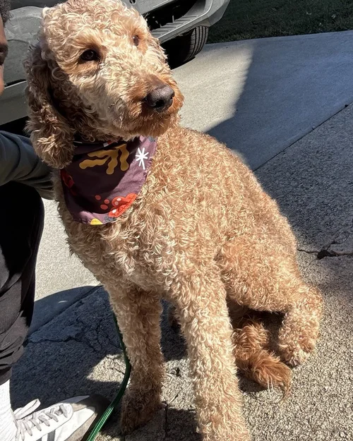A curly goldendoodle sitting in the sun after a Spa Day