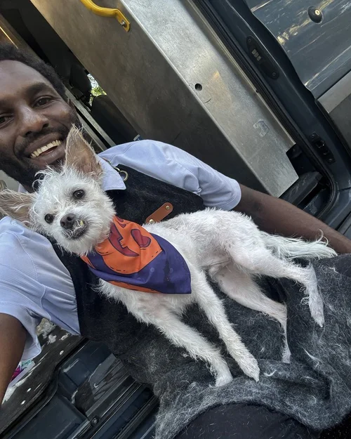 A scruffy white terrier with our Lead Groomer at the van door
