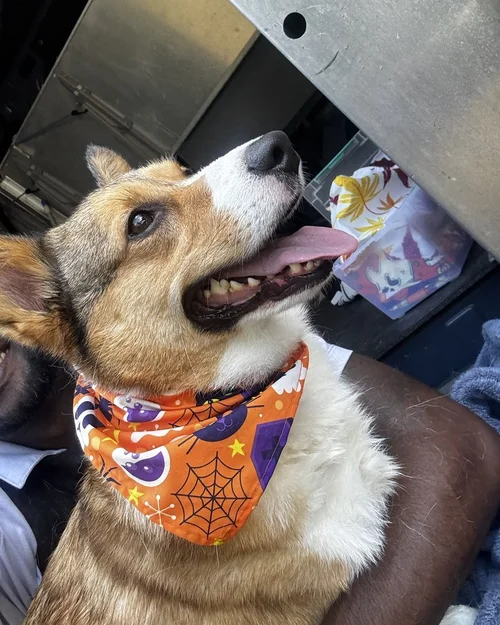 A happy corgi in a Halloween bandana inside the grooming van