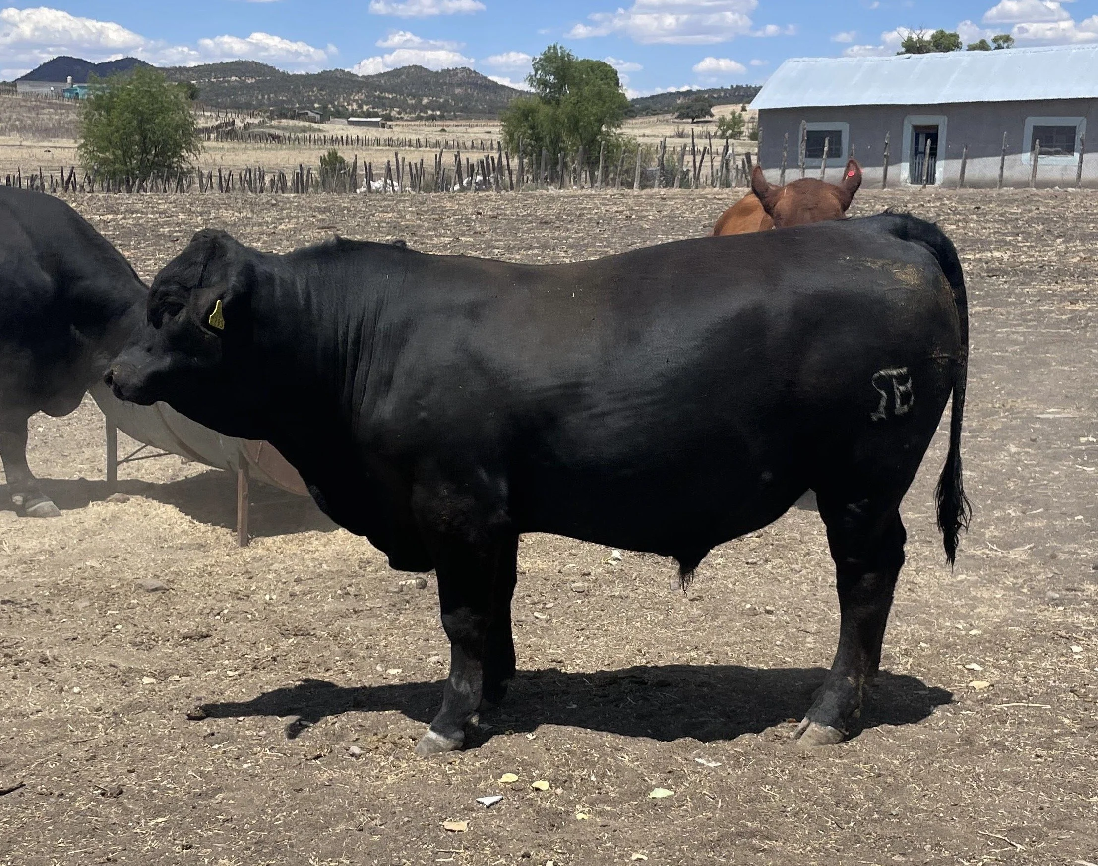 Torete Brangus — Rancho El Sauz