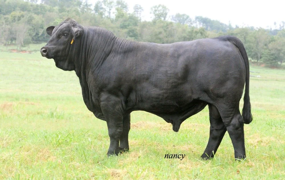 New Vision of Salacoa 209Y2