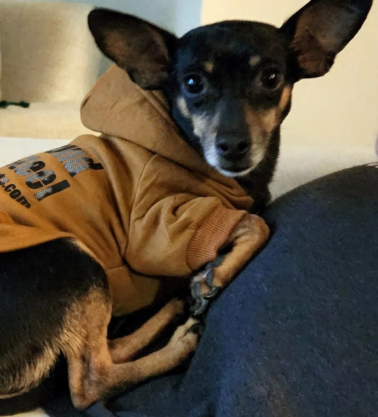 Snoop, Chief Morale Officer