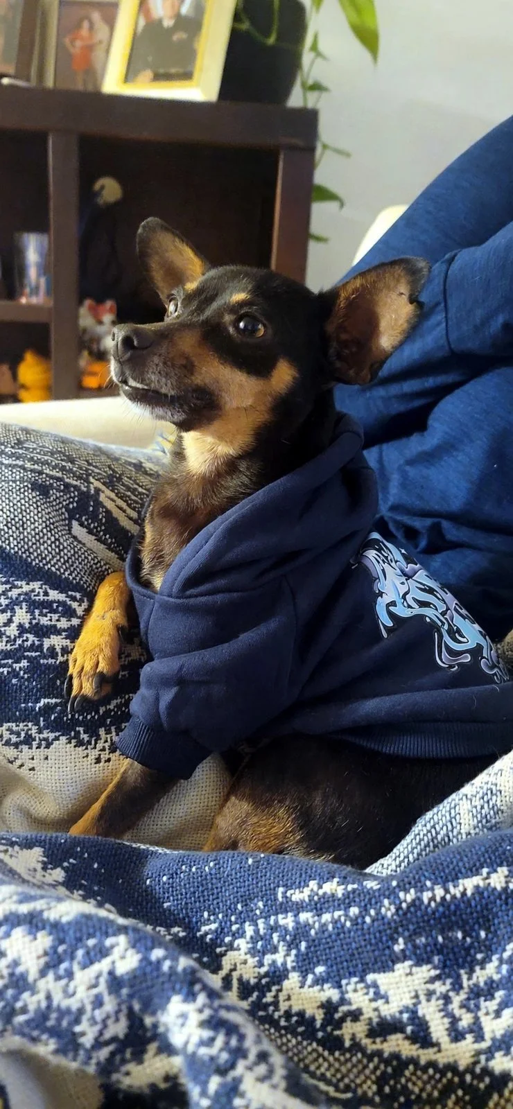 Snoop in a navy dog hoodie