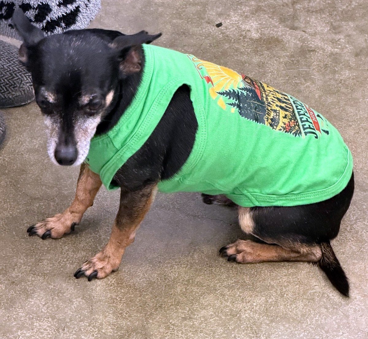 Snoop, our shop dog, in a shop-printed tank