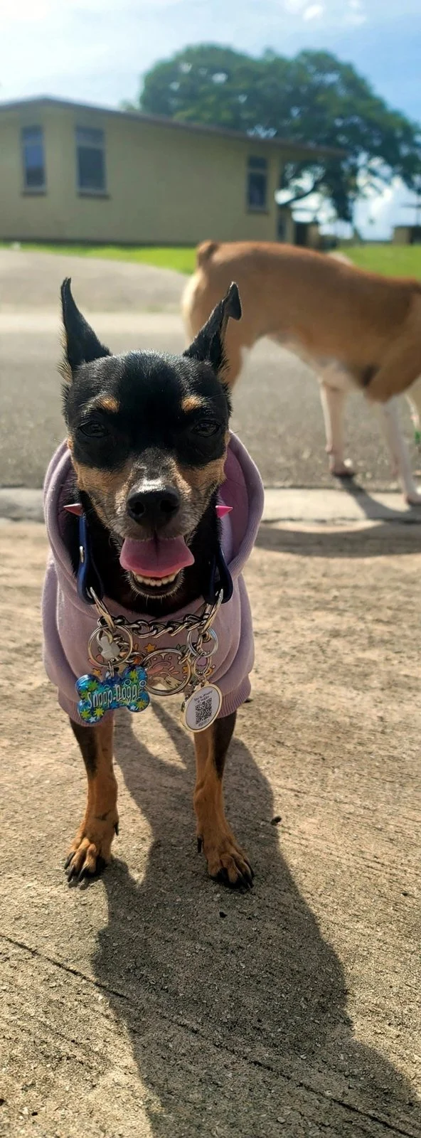 Snoop in a lavender dog hoodie