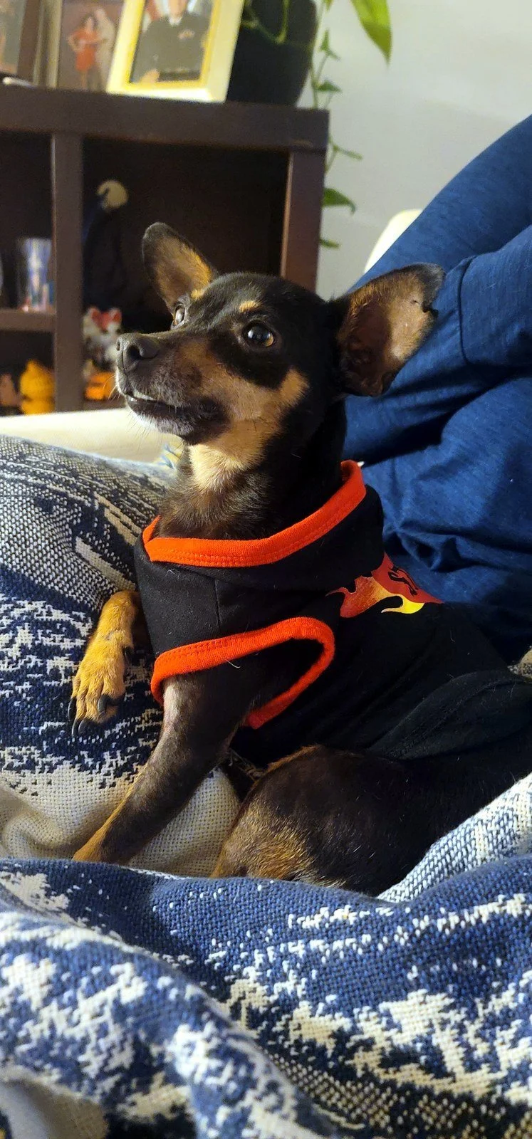Snoop on the couch in a black and orange shirt