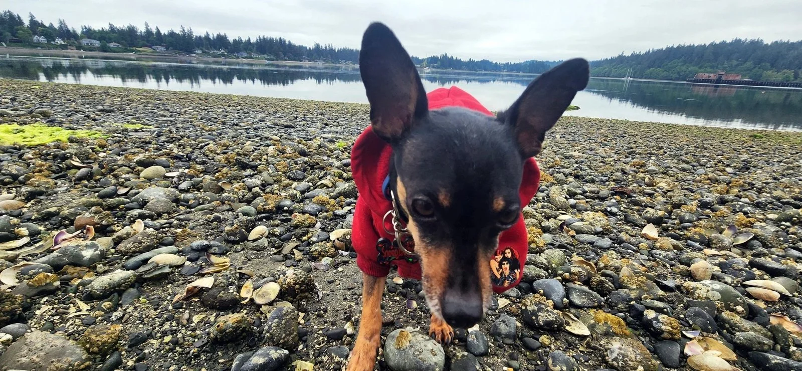 Snoop in a red dog hoodie