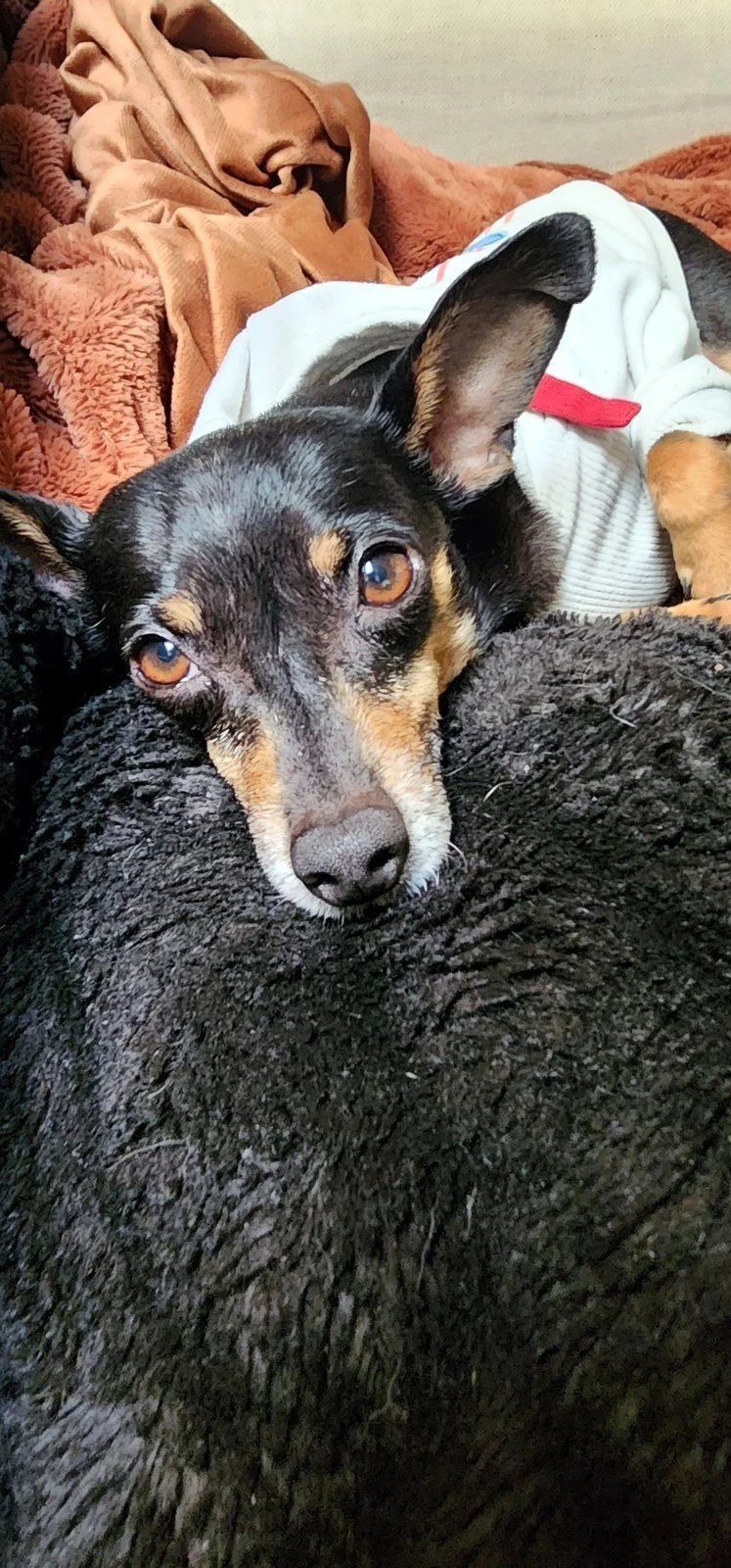 Close-up of Snoop resting