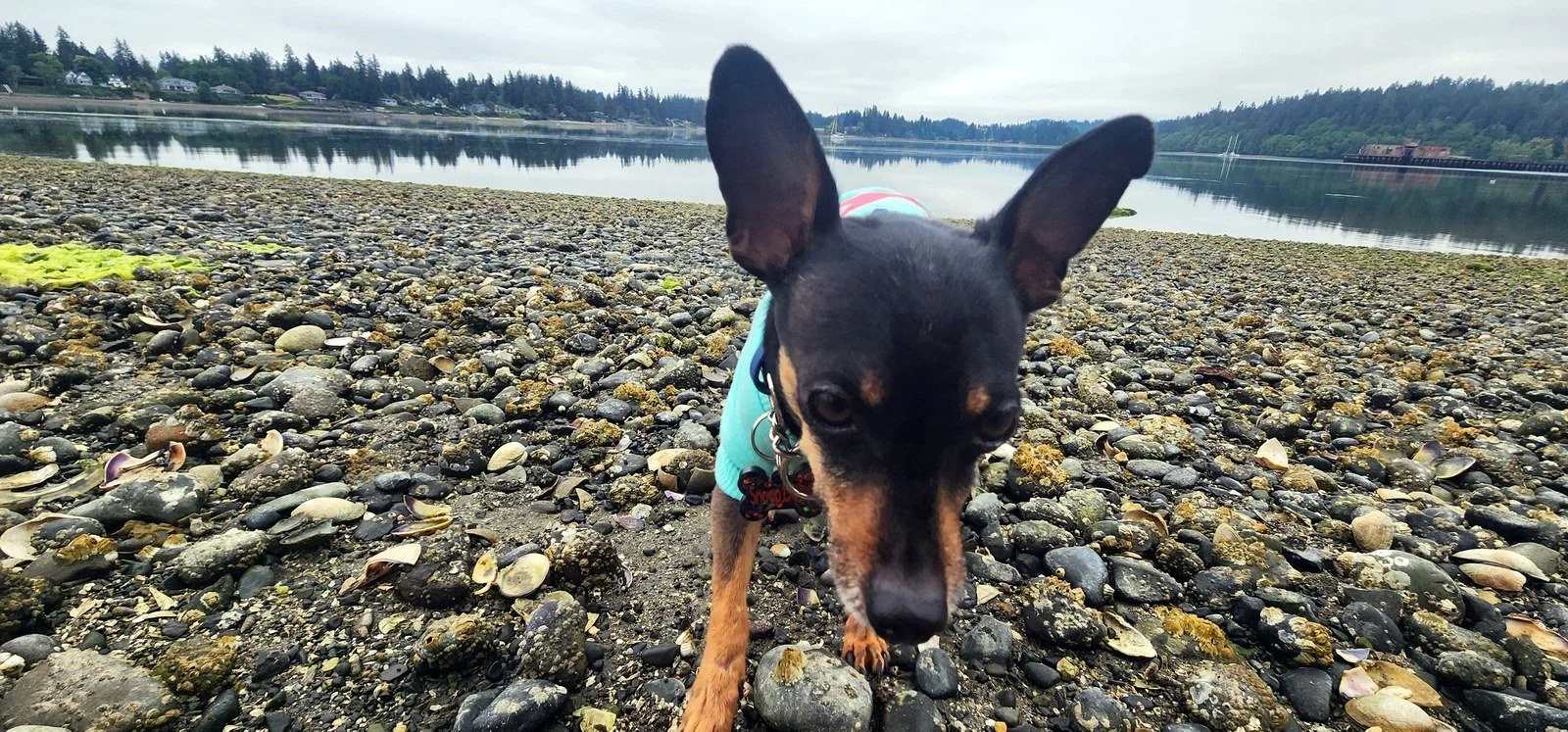 Snoop on a rocky beach