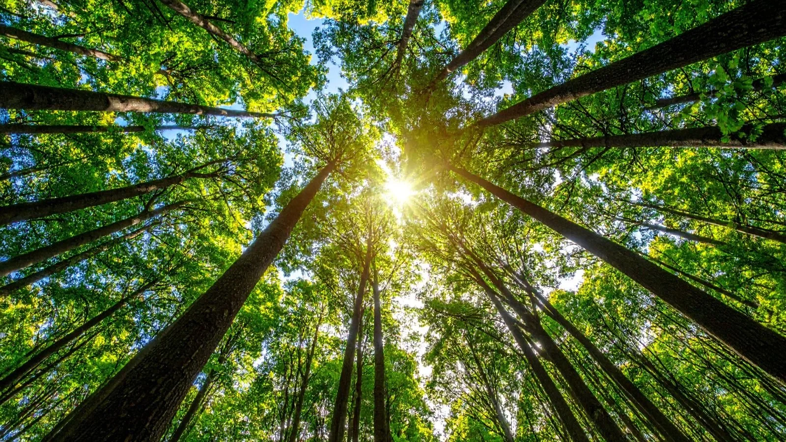 Lush green forest canopy from below