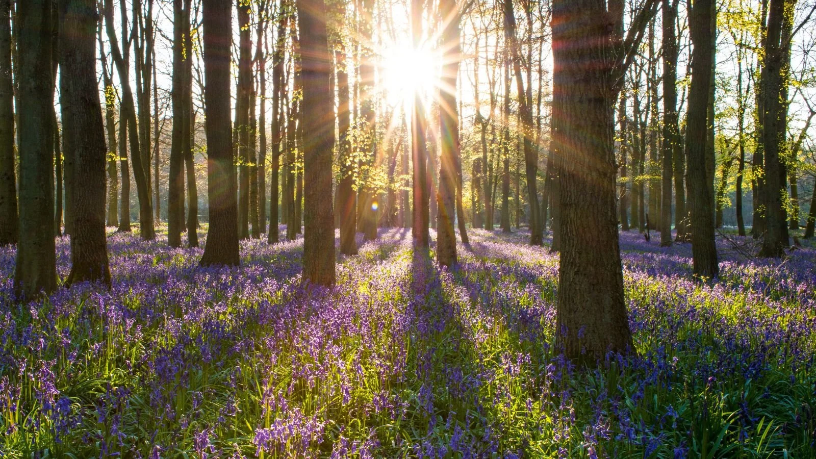 Sunlight filtering through a forest