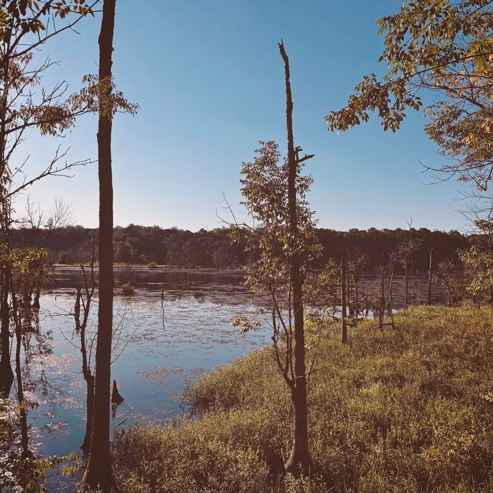 Trees and vegetation surrounding still water beneath a blue sky.