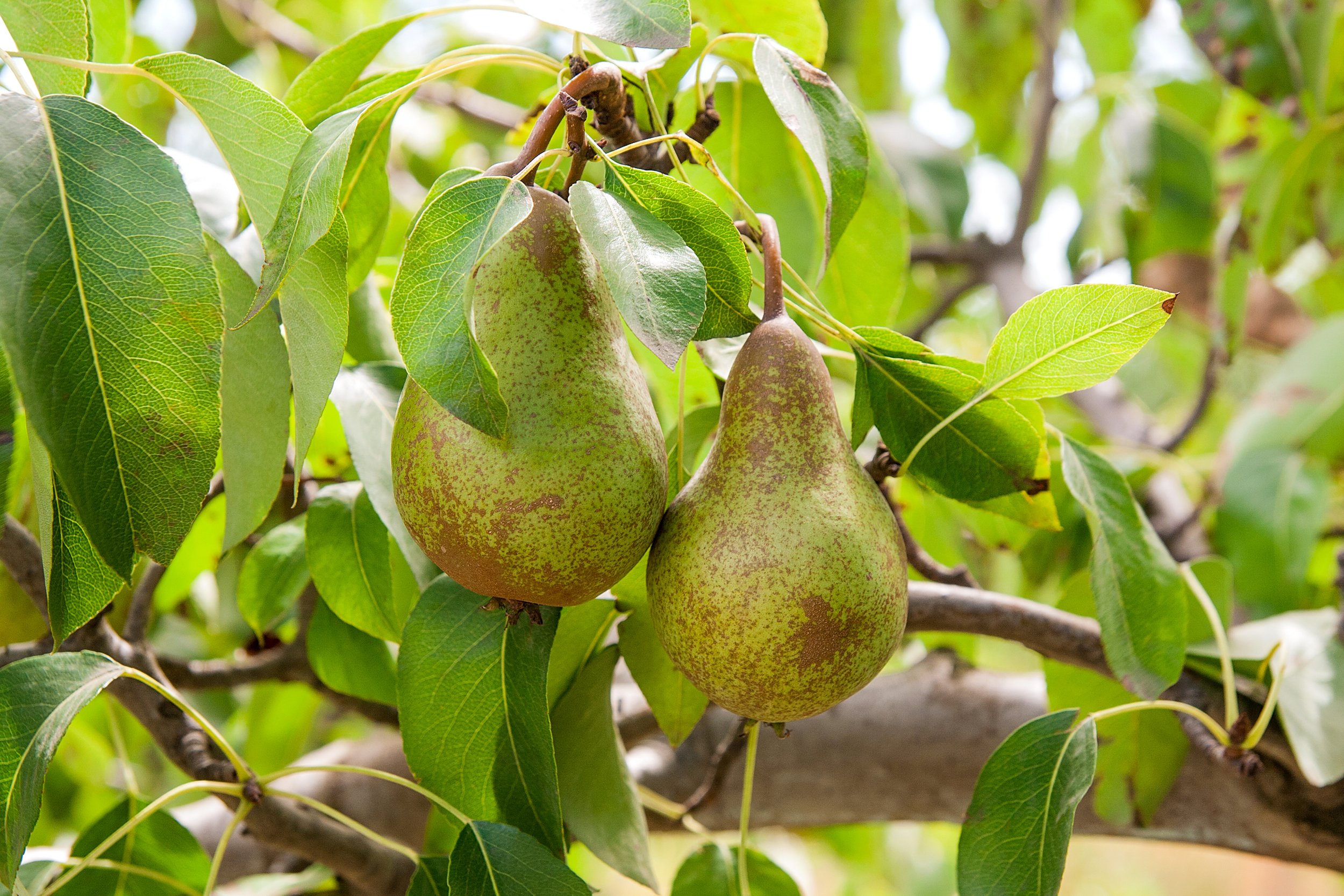 Peren van Top Fruits Biets