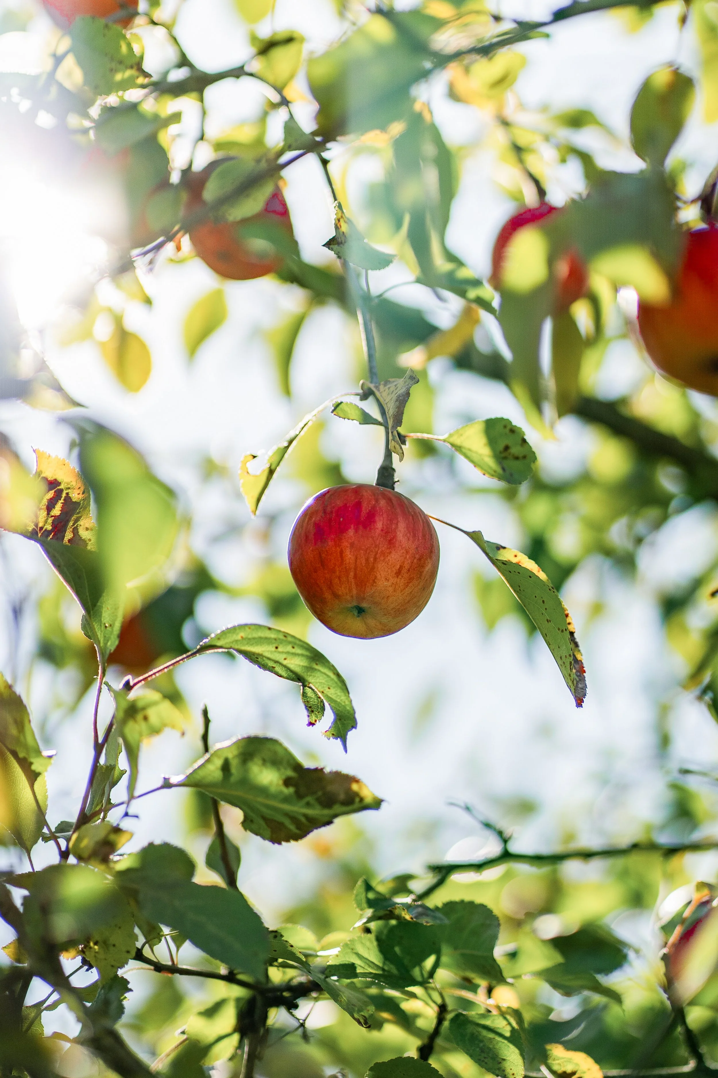Appels van Top Fruits Biets