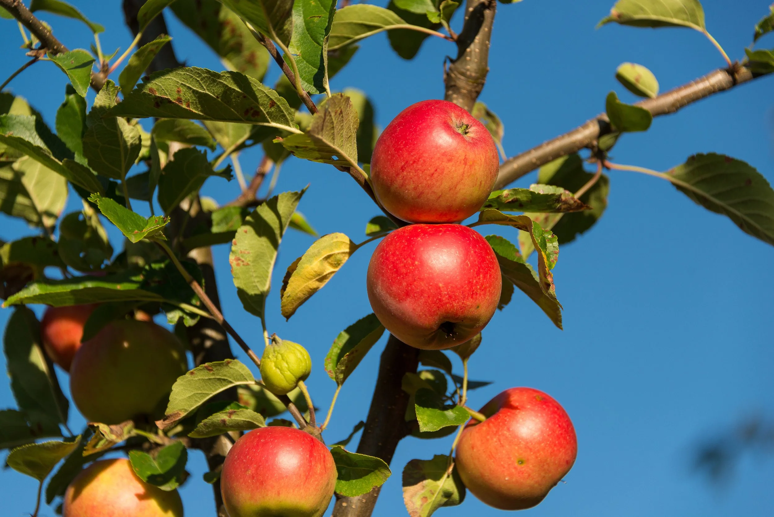 Appels van Top Fruits Biets