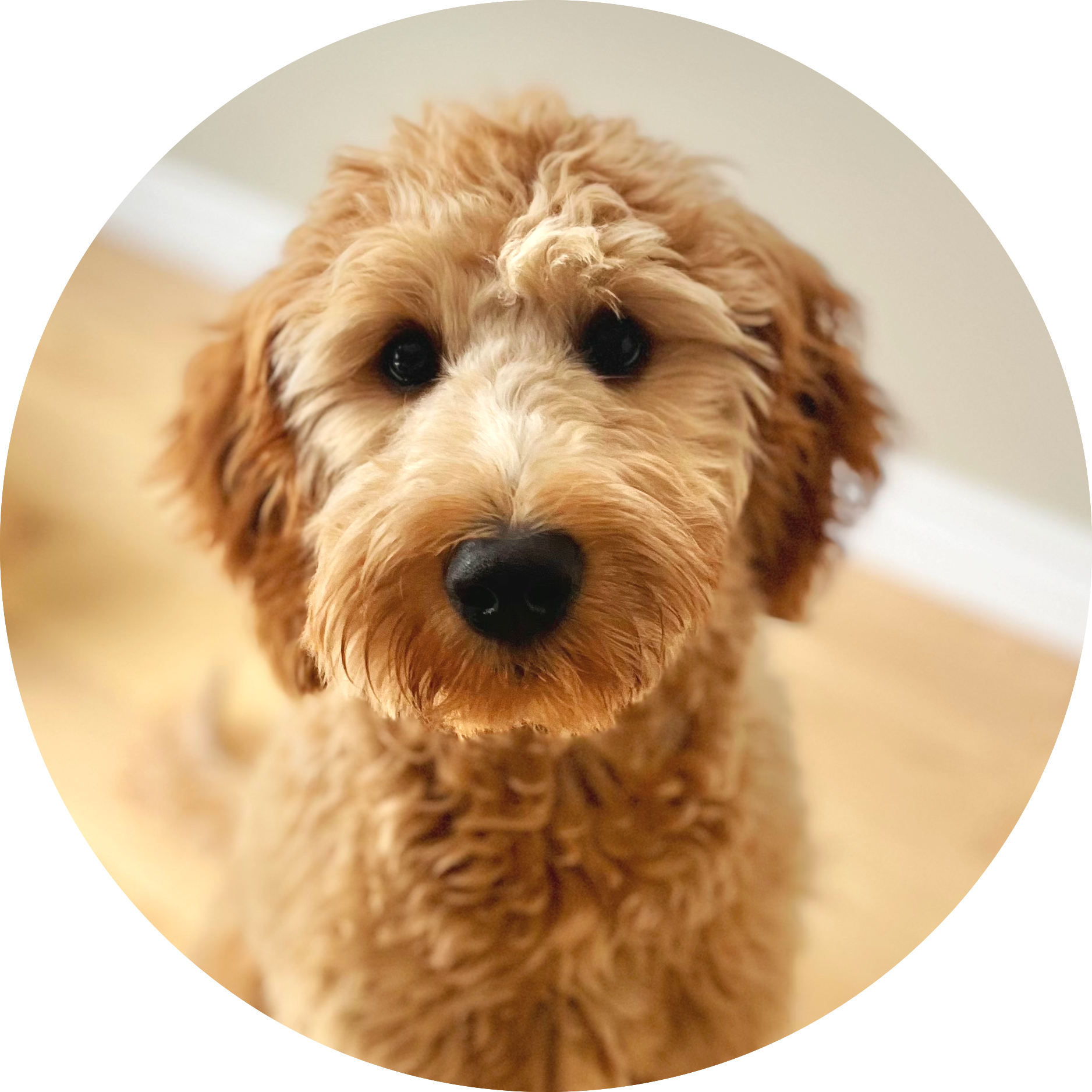 tilley-therapy-dog-in-training-peterborough