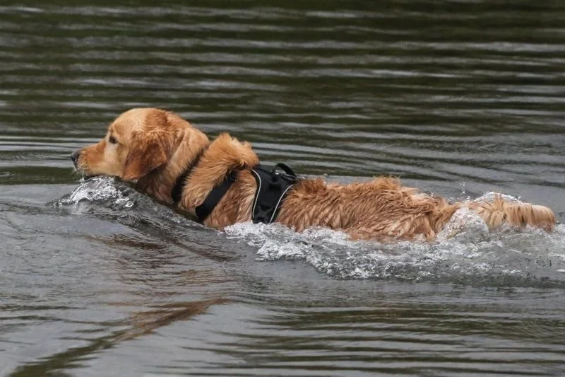 Golden Retriever storico