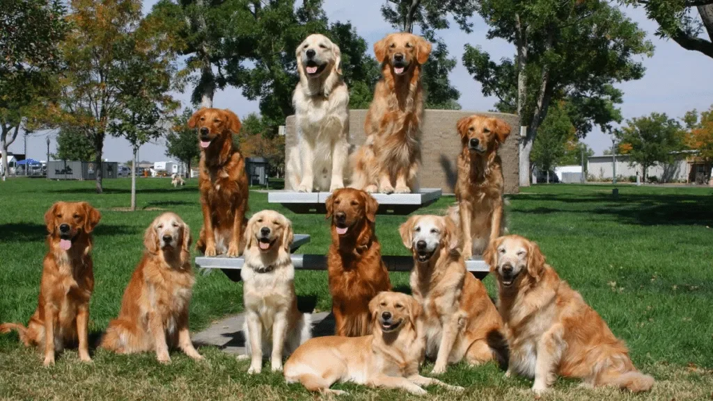 Confronto Golden Retriever American vs English